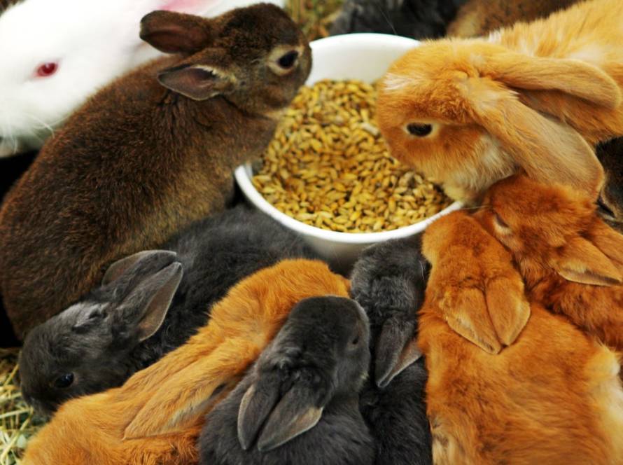 Essentielle Tierernährung