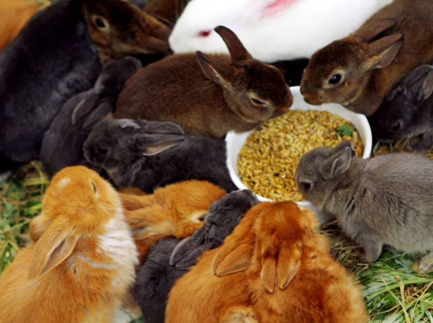 Tierernährung Bedürfnisse