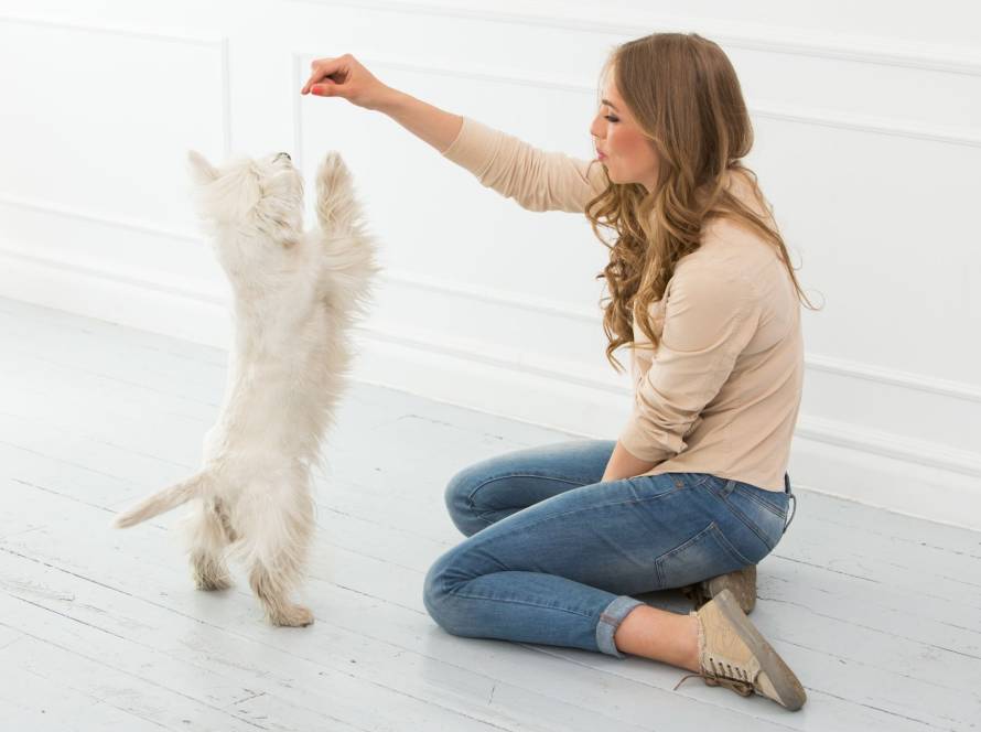 Tiertraining Leitfaden