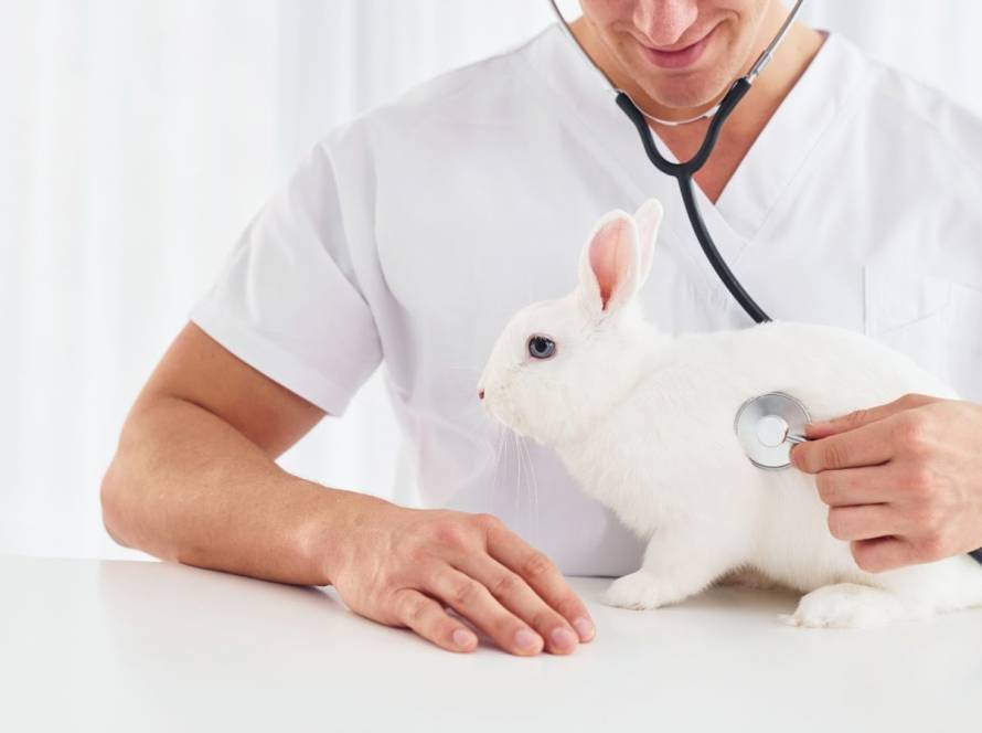 Tiergesundheit Probleme