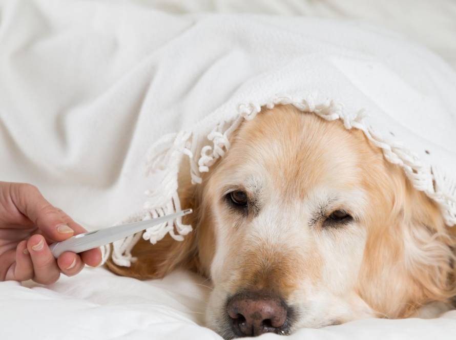 Tierkrankheit Symptome