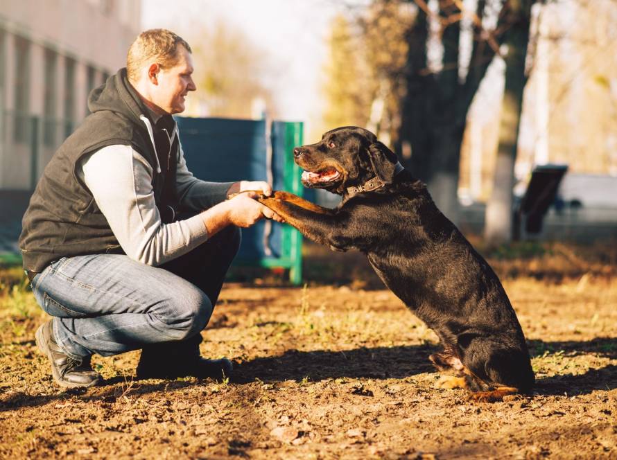 Tierernährung Optionen