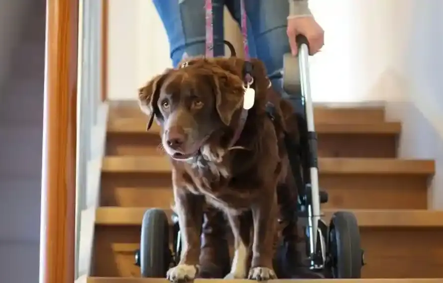 Rollstuhl für Hunde