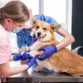 Wie ein Tierklinik Ihrem Haustier die beste Versorgung bietet